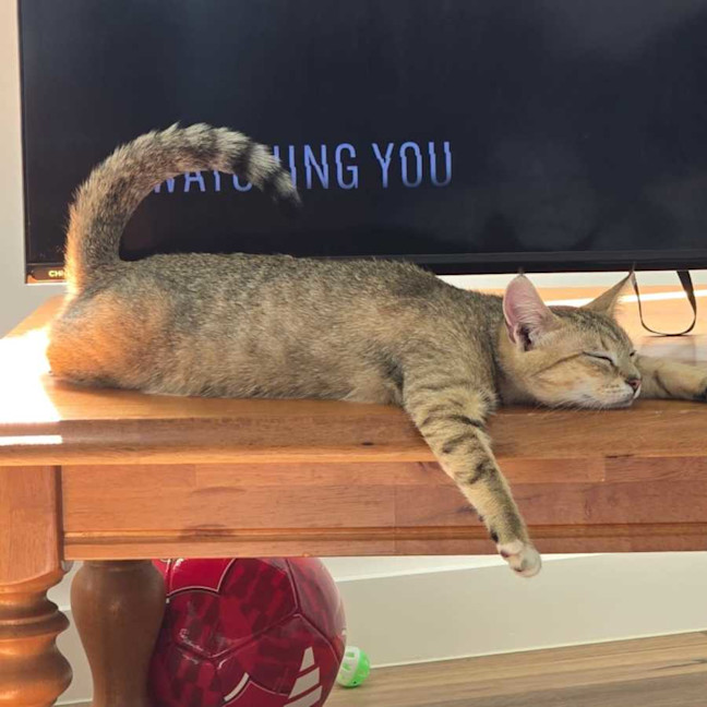 Photo of Kora