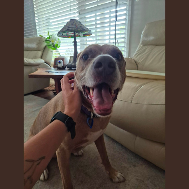 Photo of Bonnie   7 Year Old Ridgeback X