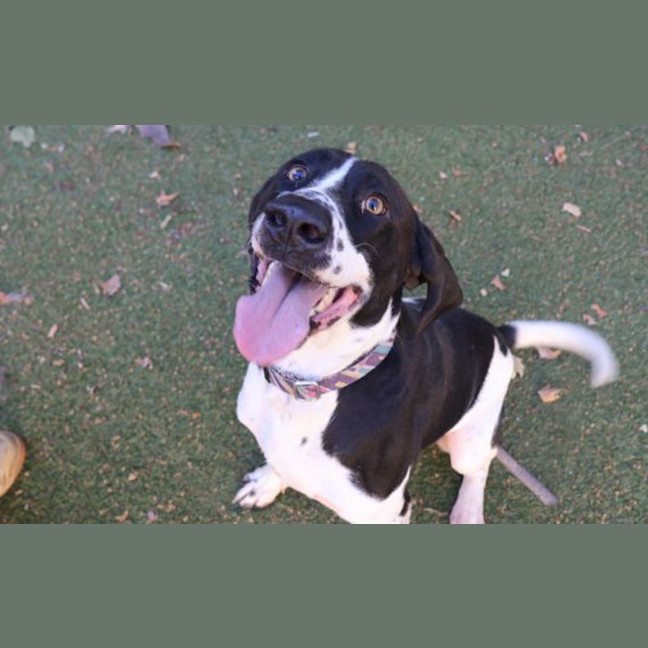 Photo of Maverick