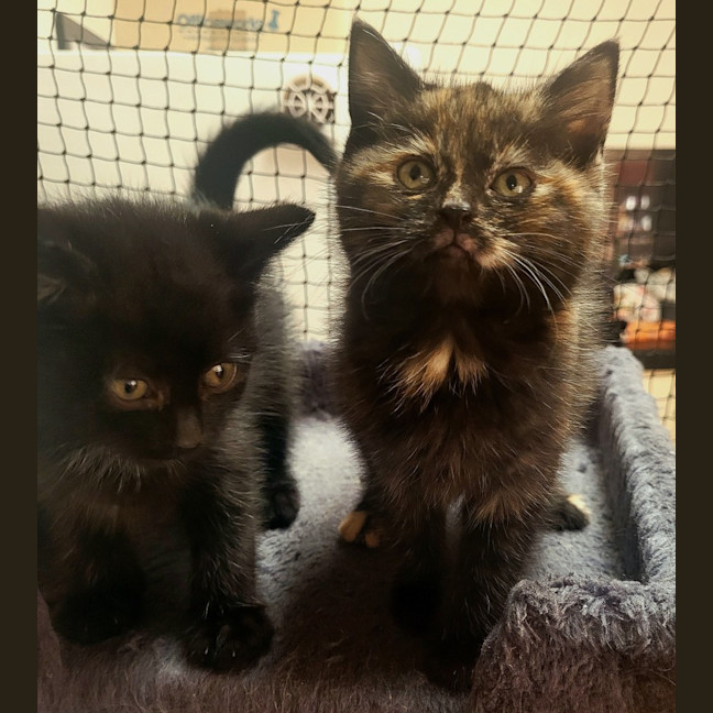 Photo of 🖤🧡 Stormy 🖤🧡