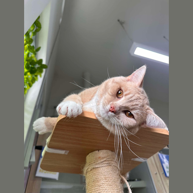 Photo of 🥞 Rupert 5644 🥞