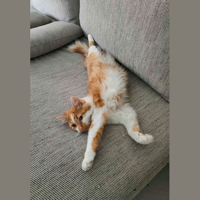 Photo of Dash