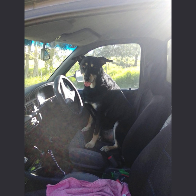 Photo of Milo