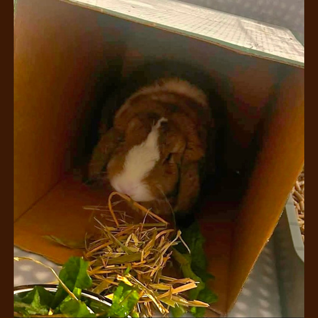 Photo of Paddington