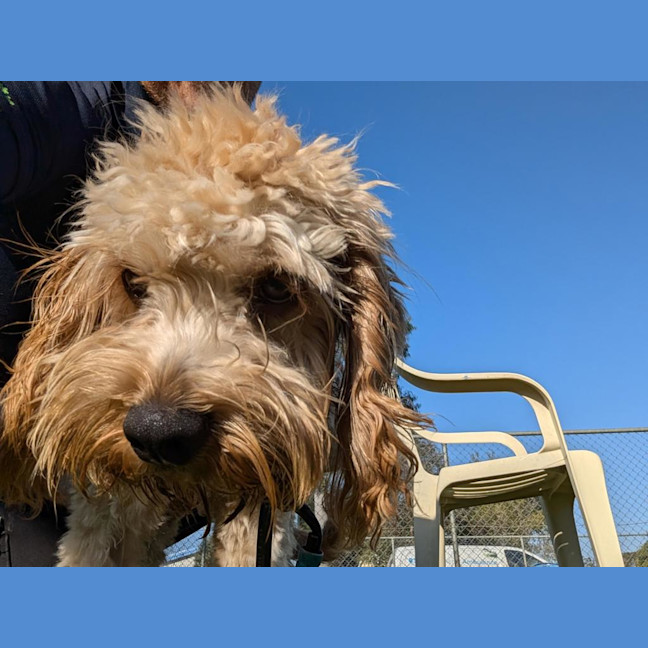 Photo of Watson