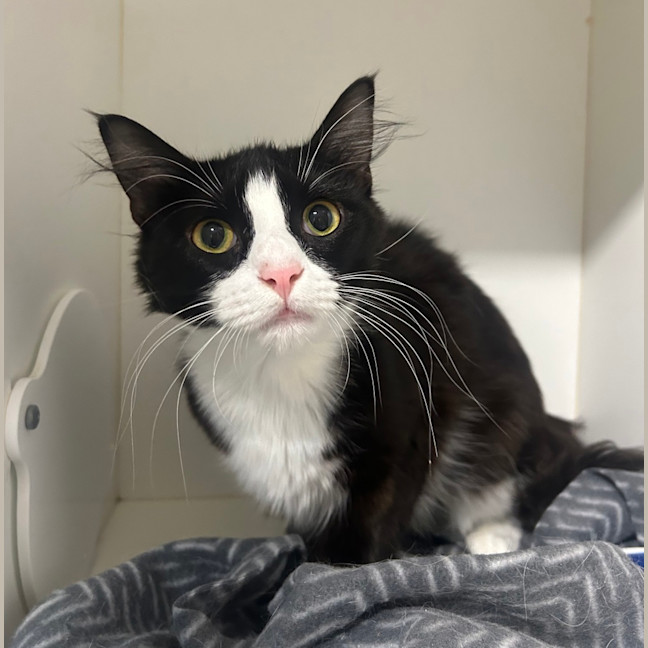 Photo of Mittenz