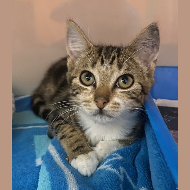 Photo of Mittens