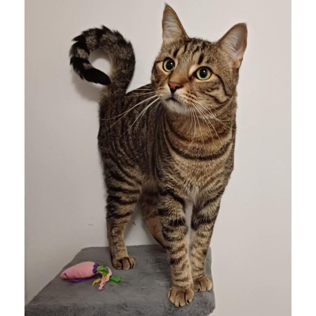 Photo of 11740   Nelsan