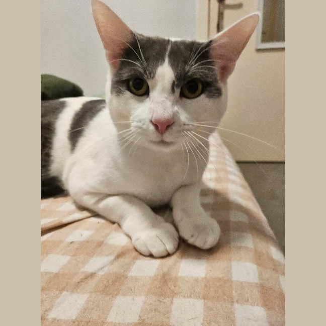 Photo of Archie