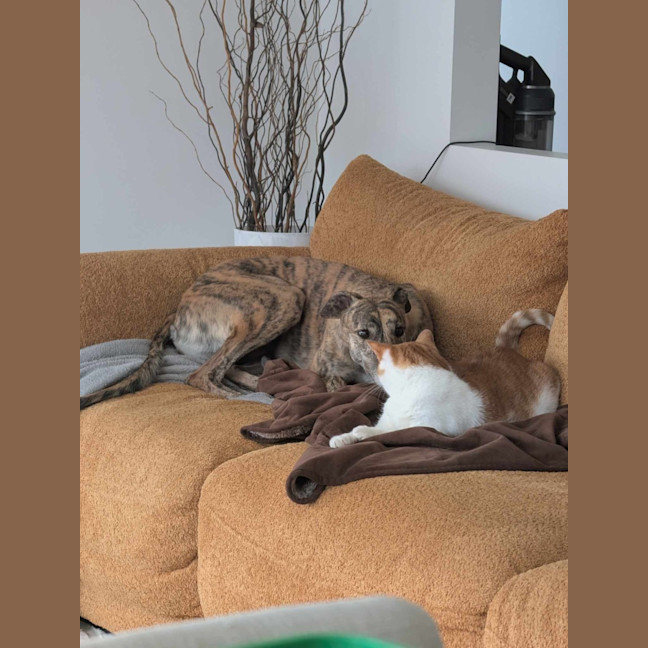 Photo of Roz, The Cat Friendly Greyhound
