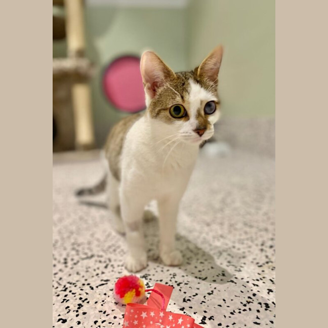 Photo of Squeak Junior