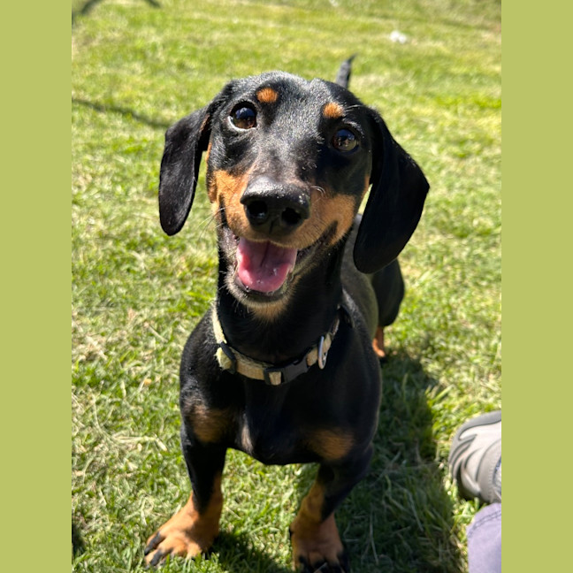 Photo of Diesel