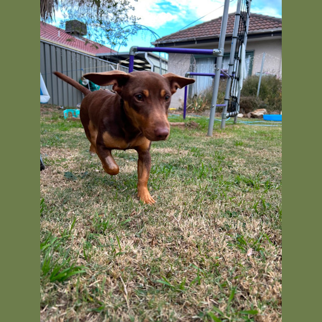 Photo of Banjo