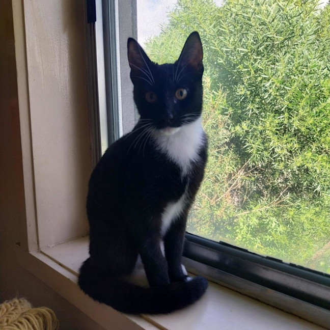 Photo of Pip
