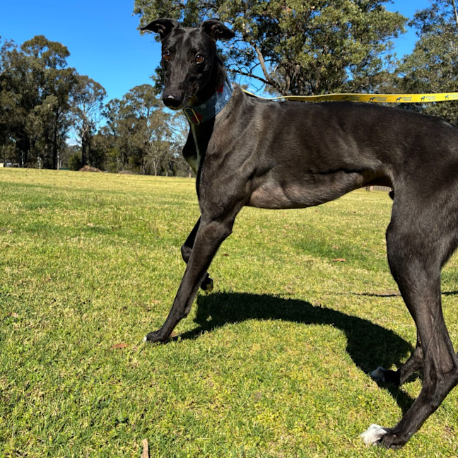 Photo of Holden The Greyhound