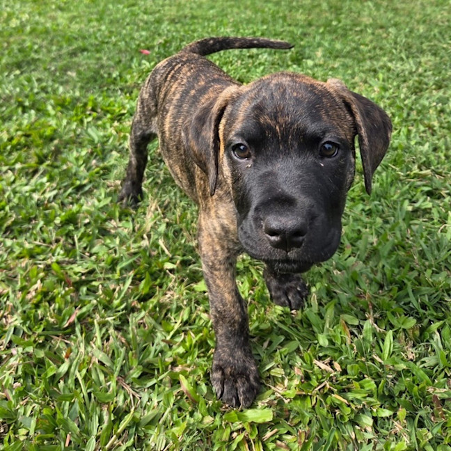 Photo of Percy