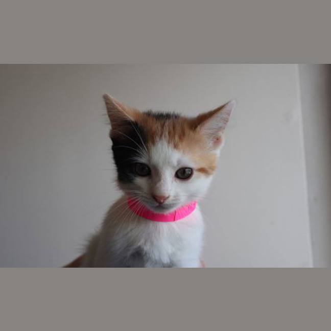Photo of Moo