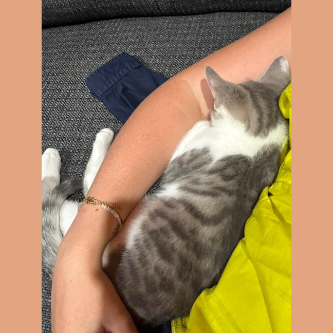 Photo of Lupin
