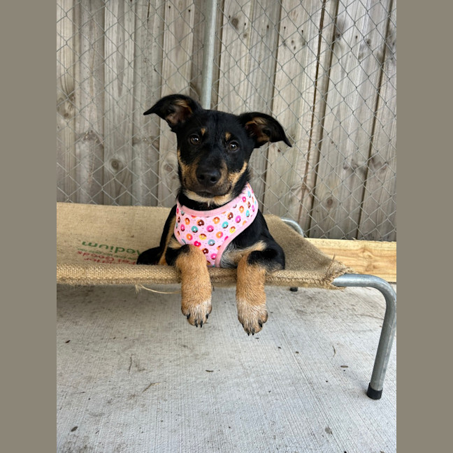Photo of Narla