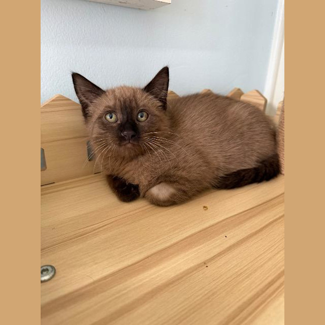 Photo of Mocha
