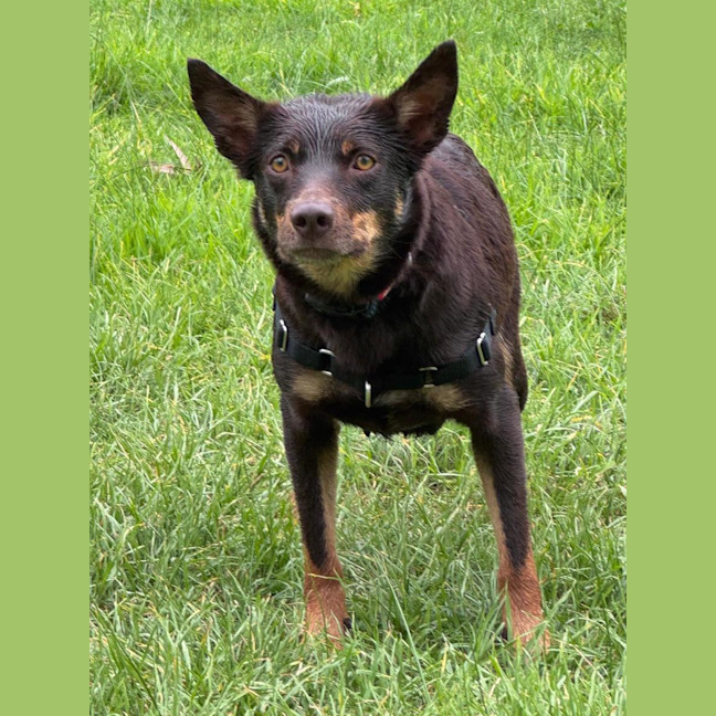 Photo of Bella