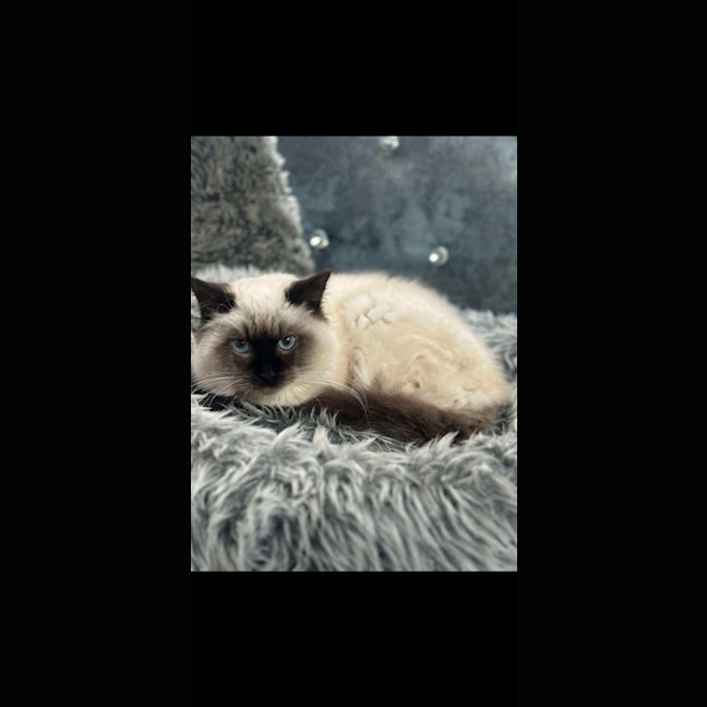 Photo of Zed * 9 Lives Project Rescue*