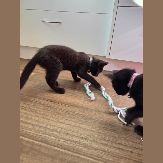 Photo of Seed * 9 Lives Project Rescue*