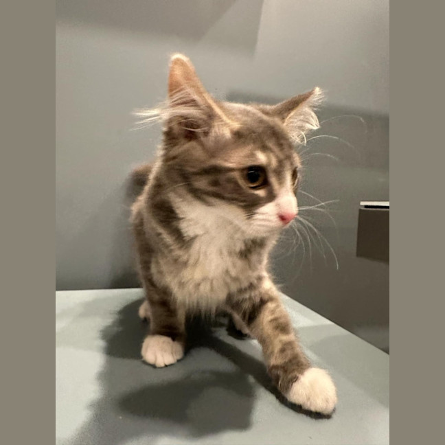 Photo of Summer Meet Me @Petstock Mornington Nepean Hwy