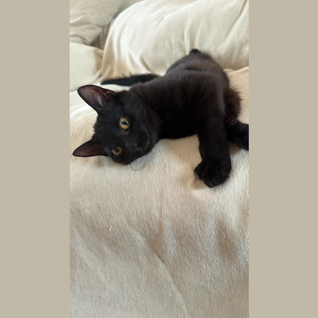 Photo of Cosmo