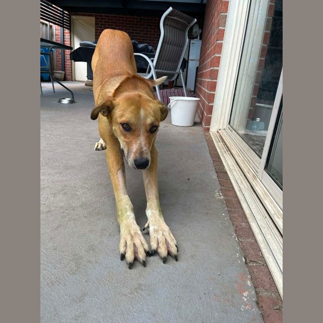 Photo of Banjo Kazooie