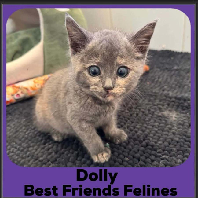 Photo of Dolly 