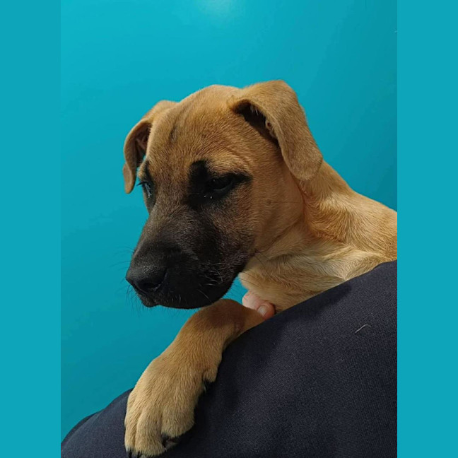 Photo of Freya   5 Month Old Staffy X