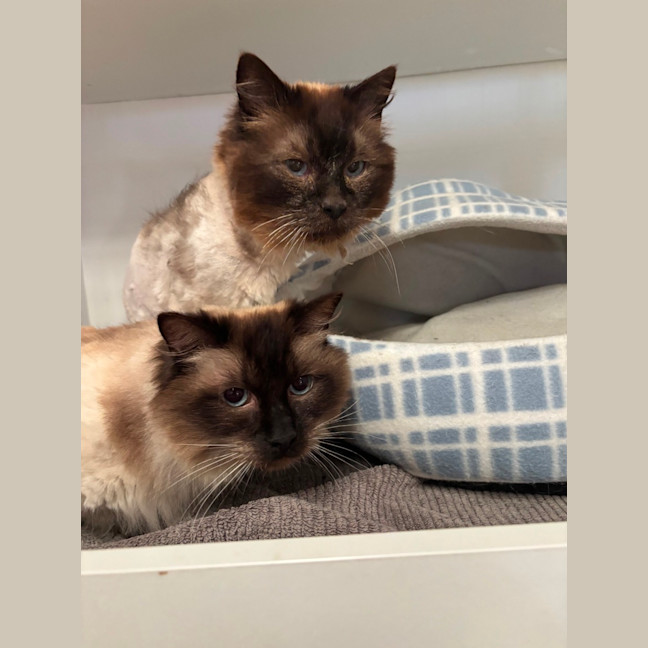 Photo of Fletcher & Jasper 