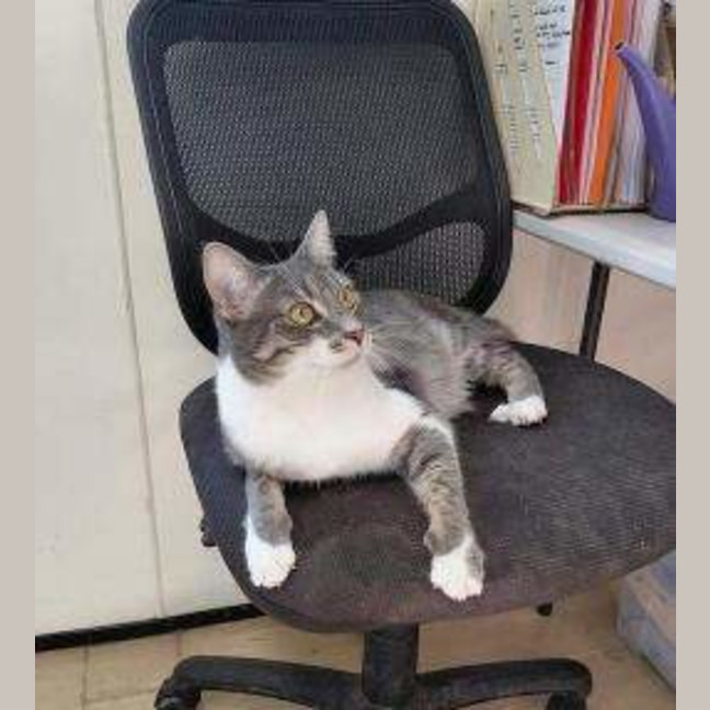 Photo of Nova