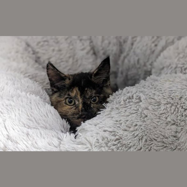 Photo of Luna