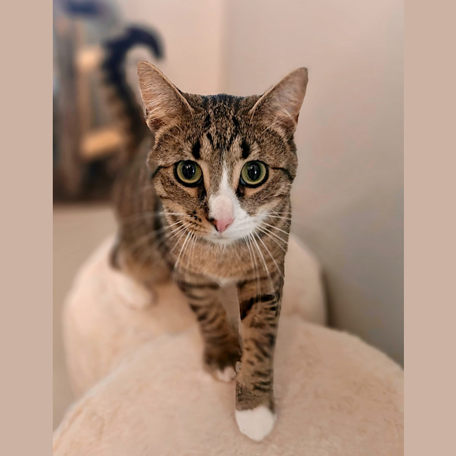 Photo of Bramble