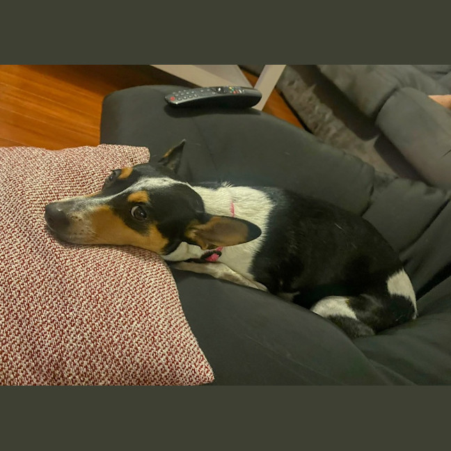 Photo of Pepsi (Was Audrey)