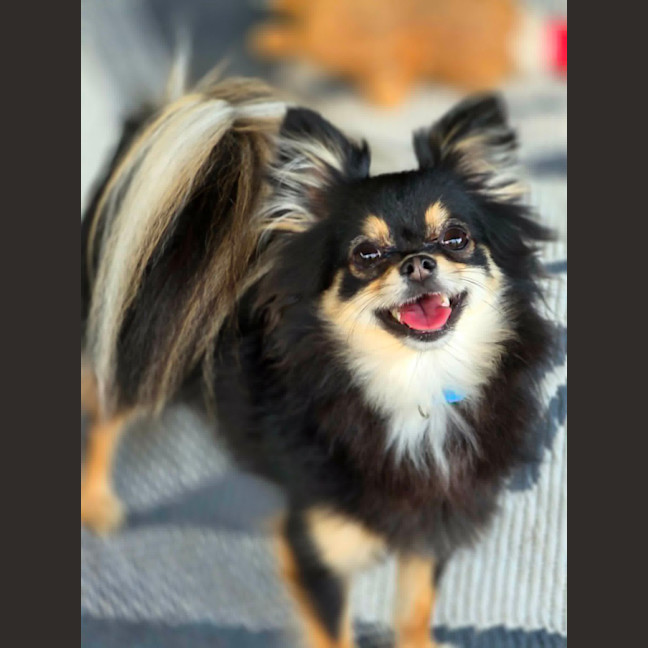 Photo of Bear