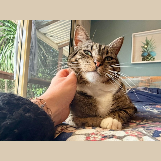 Photo of Tiddles