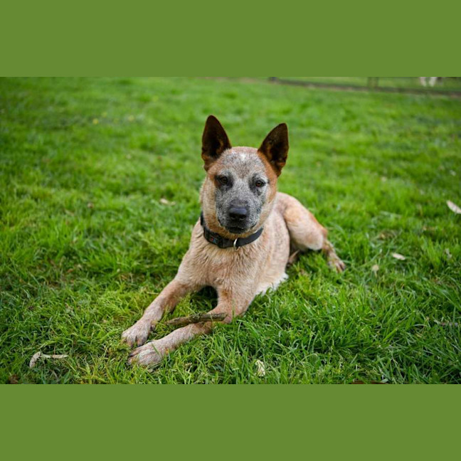 Photo of Rusty