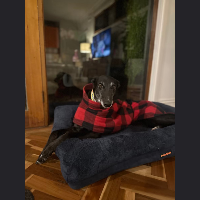 Photo of Swifty