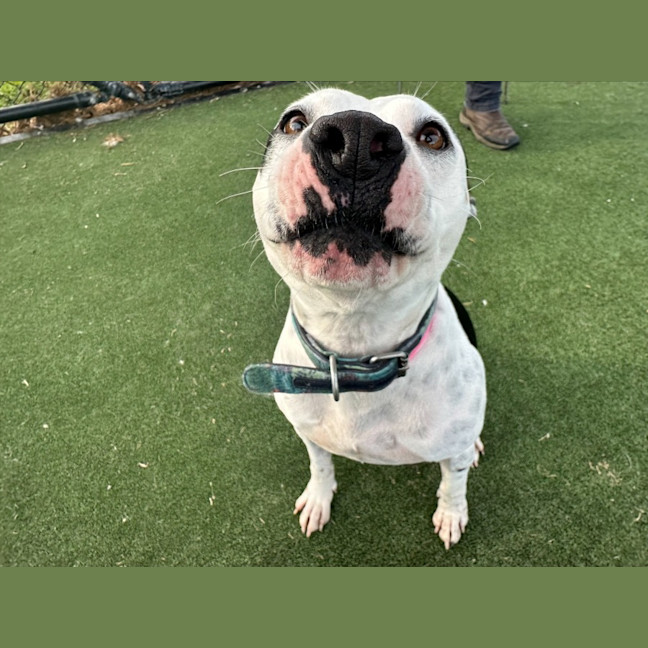 Photo of Chook Imp 1430