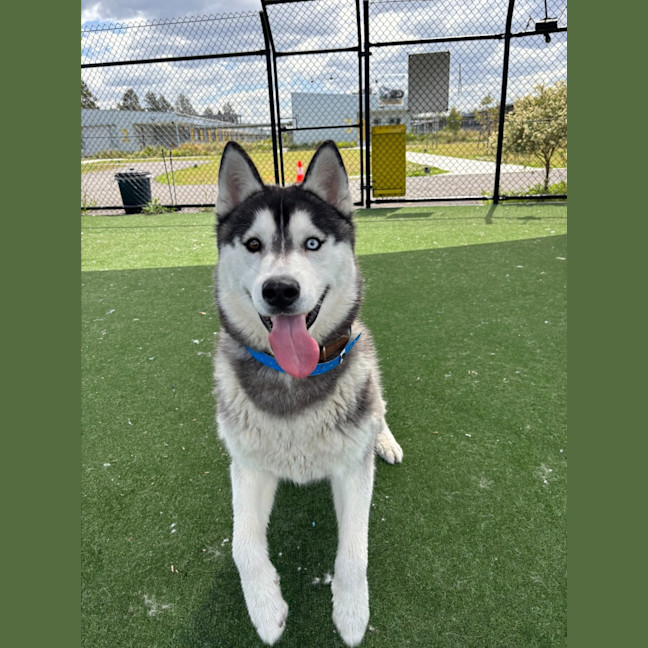 Photo of Zorro Imp 1965