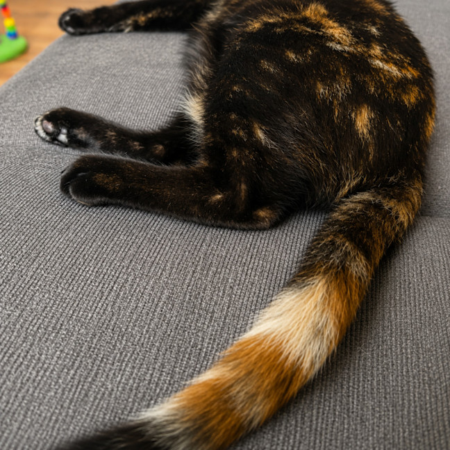 Photo of Shinobu