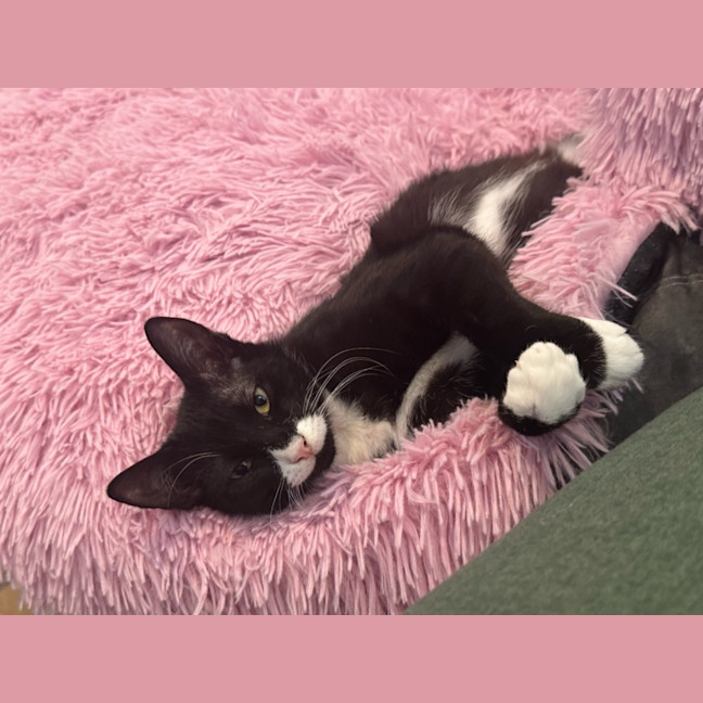 Photo of Beanie