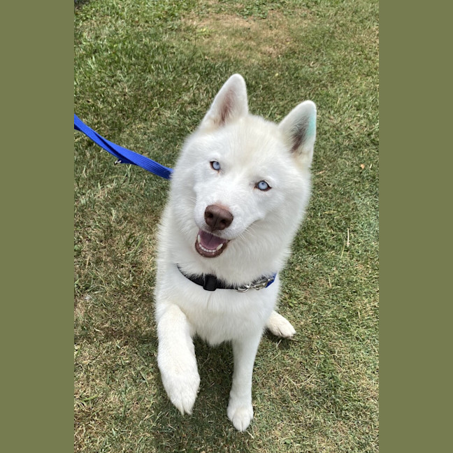 Photo of Rufus