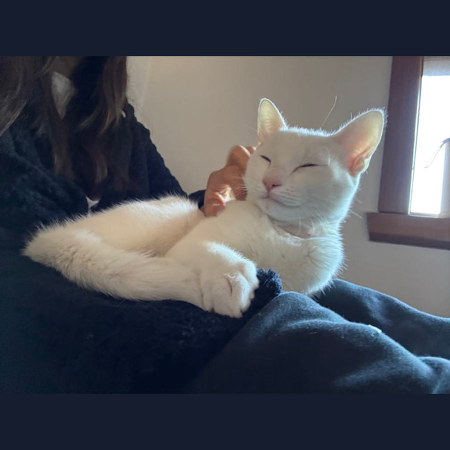 Photo of Caju* 9 Lives Rescue*💛