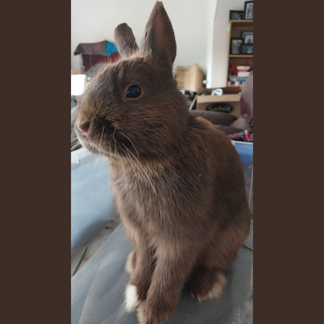 Photo of Chocky Bun