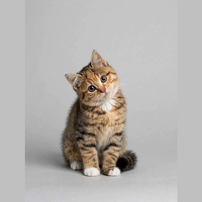 Photo of Honey