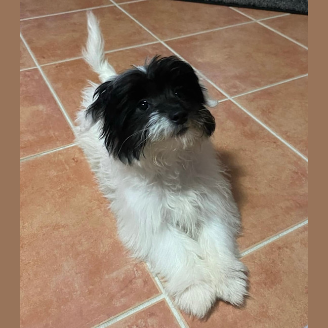 Photo of Pippa ❤️🐾